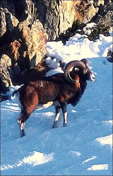 Quel est le plus proche cousin du mouflon ?