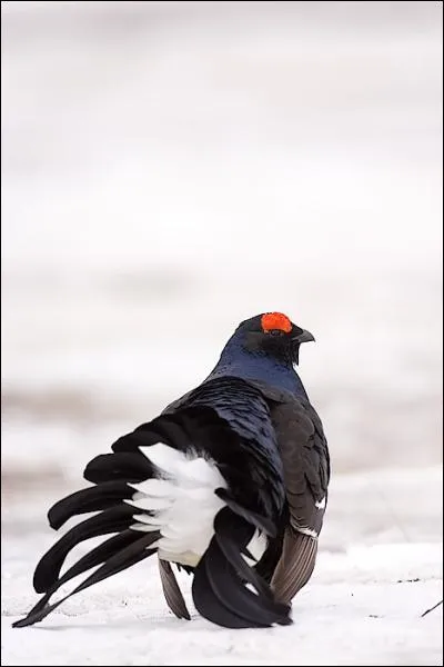 Quel est cet oiseau vivant dans les montagnes d'Europe et d'Asie ?