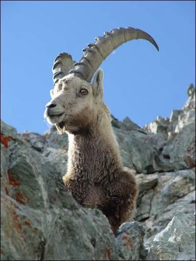 Les cornes du bouquetin des Alpes mle permettent de connatre son ge. Pour cela il faut... ?