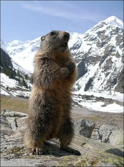 Lorsqu'elle hiberne, la marmotte fait baisser sa temprature de 38C ... ?