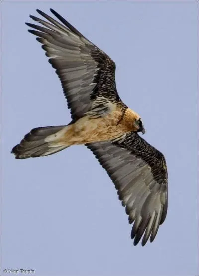 Le gypate barbu est un vautour prsent en Eurasie et en Afrique. Quelle est sa particularit ?