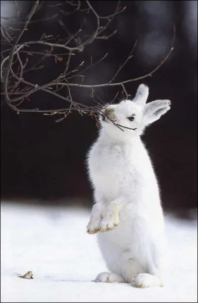 Cet animal change de couleur pour devenir blanc l'hiver. On le trouve en montagne jusqu' la limite des neiges ternelles. C'est le livre... ?