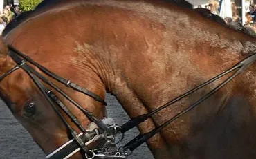 Quiz Galop 1
