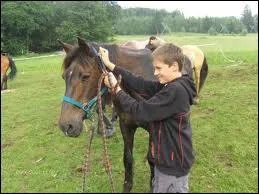Que faut-il faire pour attraper un cheval dans un pr ?