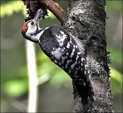 De quel picidae s'agit-il ?