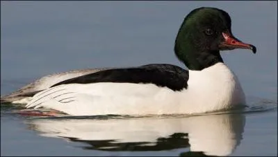 De quel anatidae s'agit-il ?