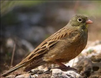 De quel emberizidae s'agit-il ?
