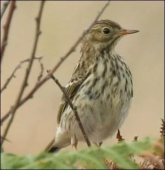De quel motacillidae s'agit-il ?