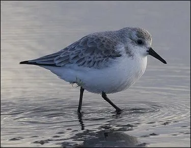 De quel scolopacidae s'agit-il ?