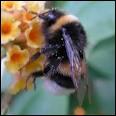 Quel est le rle du faux-bourdon dans une ruche ?