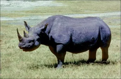 Ce rhinocros est :