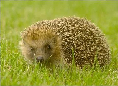 Ce petit mammifre hriss de piquants, est surtout insectivore et il est rput pour 'avoir des puces'. Cet animal est :
