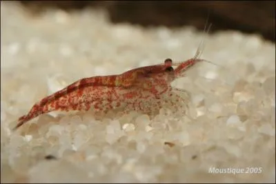 Ce petit invertbr peut aussi bien vivre dans l'eau douce que dans l'eau sale. Il est aussi trs apprci comme mets. C'est :