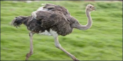 Comment s'appelle l'oiseau à longues pattes qui pond de gros oeufs ?