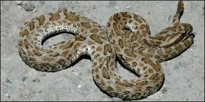 Comment s'appelle le serpent qui fait du bruit avec sa queue ?
