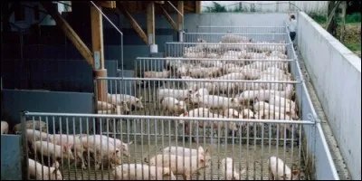 Comment s'appelle la maison des cochons ?