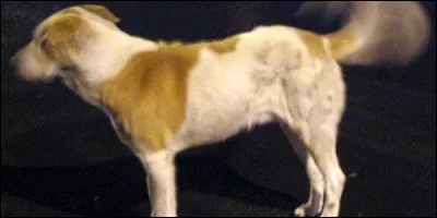 Quand un chien est content, sa queue :