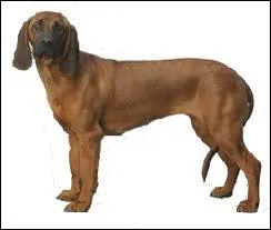 De quelle race est ce chien ?