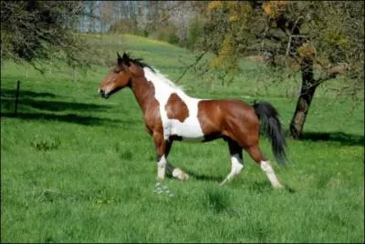 Quelle est la robe de ce cheval ?