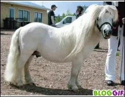 Quelle est la robe de ce cheval ?