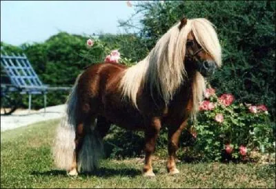 Quelle est la robe de ce cheval ?