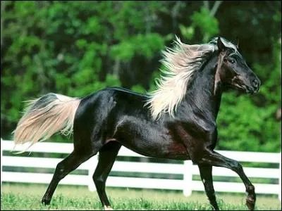 Quelle est la robe de ce cheval ?