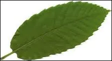Cette feuille appartient à un arbre dont on récolte les fruits en novembre, quels sont ces fruits ?