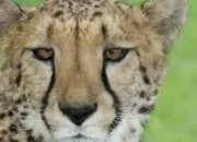 Quiz Les animaux