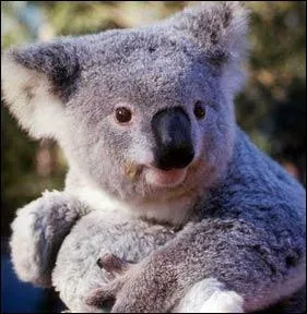 Quel est cet animal ?