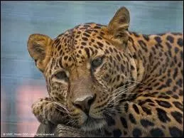 Quel est cet animal ?