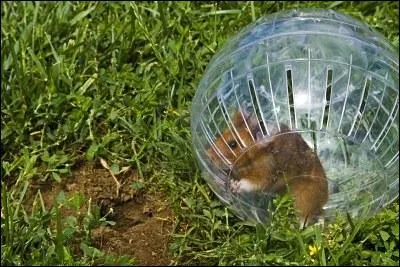Quel animal se trouve dans cette boule en plastique ?