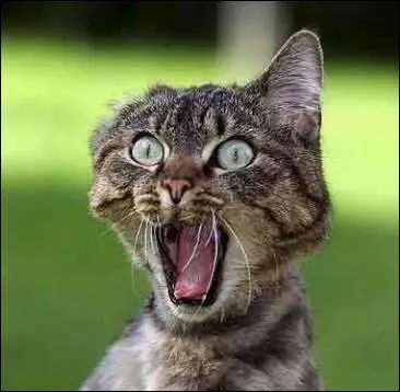 A votre avis, ce chat a du mal a crach sa boule de...