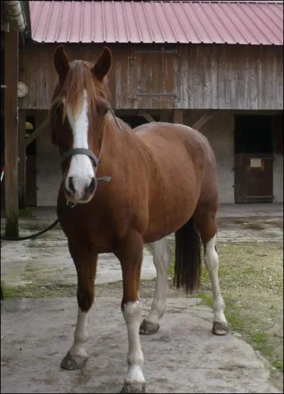 Quelle est la premire chose  faire en arrivant au centre questre ?