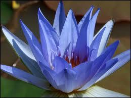 Le Lotus Bleu.