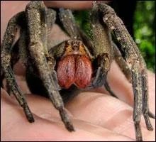Quelle est cette araigne dont le venin mortel provoque des rections trs douloureuses pouvant durer des heures ?
