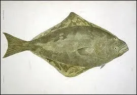 Quel est ce gros poisson plat dont le poids varie en principe de 3  50 kg, sachant que certains spcimens peuvent peser jusq' 300 kg, qui est menac par la surpche intensive ?