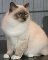 Quelle est la race de ce chat ?