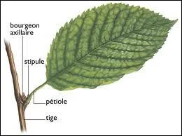 De quel arbre provient cette feuille ?