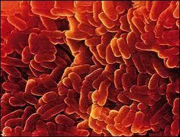 Mdecin allemand, j'ai donn mon nom au bacille de la tuberculose que j'ai dcouvert, je suis