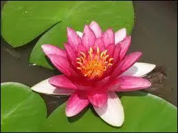 Hrone du roman 'L'cume des jours' de Boris Vian, je meurs ronge par un nnuphar, je suis