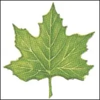 Quelle feuille est reprsente sur la photo ?