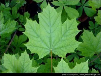 Quelle feuille est reprsente sur la photo ?