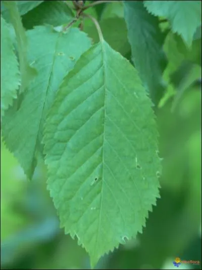 Quelle feuille est reprsente sur la photo ?