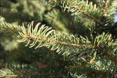 Quelle pine est reprsente sur la photo ?