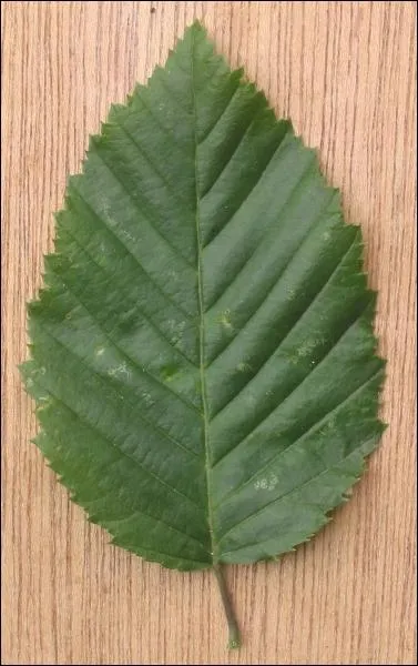 Quelle feuille est reprsente sur la photo ?