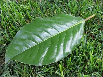 Quelle feuille est reprsente sur la photo ?