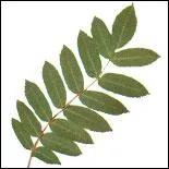 Quelle feuille est reprsente sur la photo ?