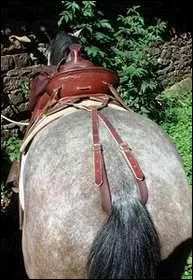 Cette longe' en cuir s'attache  l'arrire de la selle pour venir se placer en dessous de la queue, ceci s'utilise quand la selle avance. Ceci est...