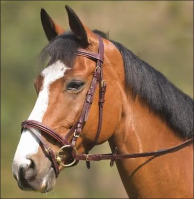 Comment appelle-t-on cet harnachement qui nous permet de diriger le cheval et qui n'a qu'un mors ?