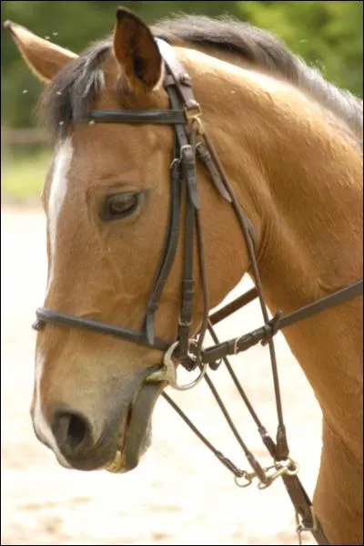 Cet enrnement limite le relvement de la tte du cheval. Mais il se fixe sur le filet et passe par les anneaux du mors et est reli  la sangle. Cet enrnement est :